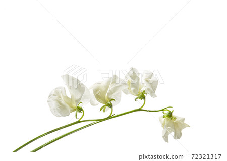 甜豌豆(向後跳過) 甜豌豆(向後跳過) 72321317