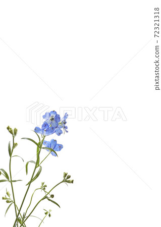 Delphinium (skipping back, shadow Iki) Delphinium (skipping back, shadow Iki) 72321318