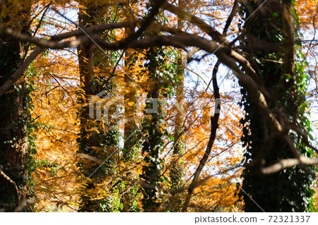 Metasequoia: Autumn leaves (Metasequoia and Bald cypress) Metasequoia: Autumn leaves (Metasequoia and Bald cypress) 72321337