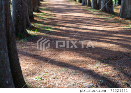 Metasequoia: Autumn leaves (Metasequoia and Bald cypress) Metasequoia: Autumn leaves (Metasequoia and Bald cypress) 72321351
