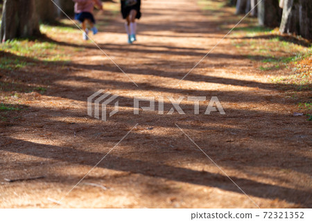 Metasequoia: Autumn leaves (Metasequoia and Bald cypress) Metasequoia: Autumn leaves (Metasequoia and Bald cypress) 72321352