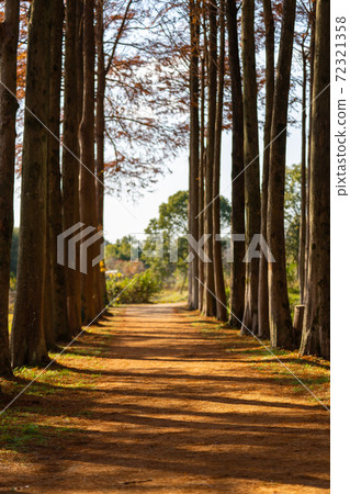 Metasequoia: Autumn leaves (Metasequoia and Bald cypress) Metasequoia: Autumn leaves (Metasequoia and Bald cypress) 72321358