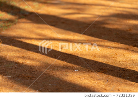 《 Metase no Mori:秋天的落葉》(Metasequoia和Rakusho) 《 Metase no Mori:秋天的落葉》(Metasequoia和Rakusho) 72321359