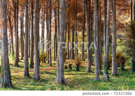 Metasequoia: Autumn leaves (Metasequoia and Bald cypress) Metasequoia: Autumn leaves (Metasequoia and Bald cypress) 72321360