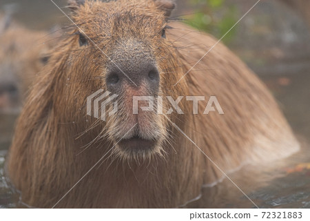 可愛的水豚 72321883