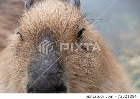 Mr. Capybara Mr. Capybara 72321884