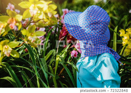 worker gardener is taking care of the orchid flower in garden. Agriculture, orchid Plantation cultivation. Cymbidium Orchid worker gardener is taking care of the orchid flower in garden. Agriculture, orchid Plantation cultivation. Cymbidium Orchid 72322848