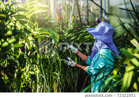 The young woman worker is taking care of the orchid flower in garden. Agriculture, orchid Plantation cultivation.Orchidaceae The young woman worker is taking care of the orchid flower in garden. Agriculture, orchid Plantation cultivation.Orchidaceae 72322851