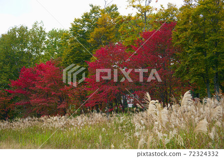 五顏六色的植物 72324332