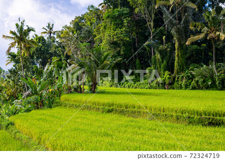 Countryside scenery in Bali 72324719