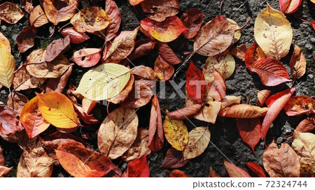 Fallen leaves  72324744