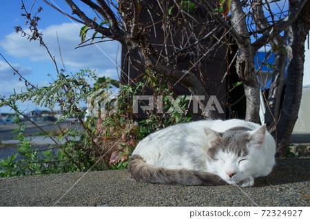 A cat in Aijima A cat in Aijima 72324927