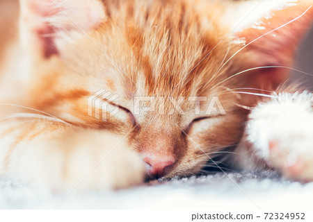 Cute ginger kitten sleeps 72324952