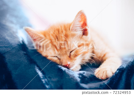 Cute ginger kitten sleeps 72324953