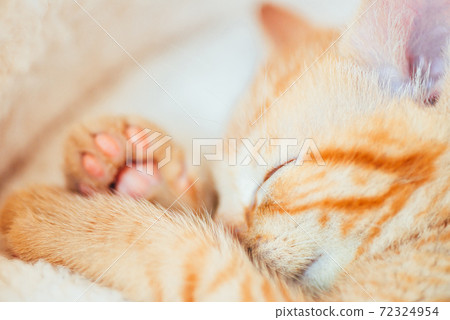 Cute ginger kitten sleeps Cute ginger kitten sleeps 72324954