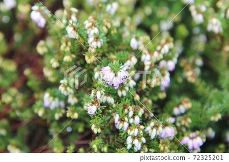 Heather Erica buds after the rain 72325201