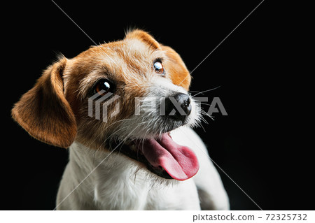 Studio shot of Jack Russell Terrier dog isolated on black studio background 72325732