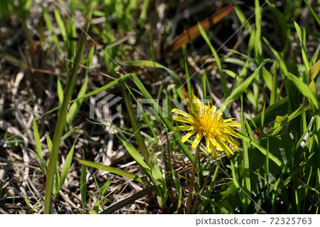 Out-of-season dandelions blooming on the shoulder 72325763