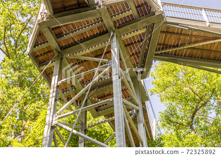 Treetop path through the mixed forest  72325892
