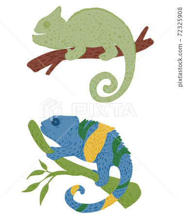 Set Chameleons On Twigs Isolated On White...-插圖素材 [72325908] - PIXTA圖庫