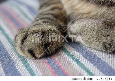 Paws of a cat sleeping on a blanket showing its claws Paws of a cat sleeping on a blanket showing its claws 72326014