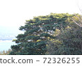 Park's trees 72326255
