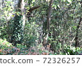 Park forest 72326257