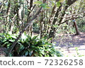 Park's trees 72326258