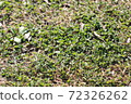 Lawn in the park 72326262
