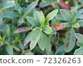 Park's green 72326263