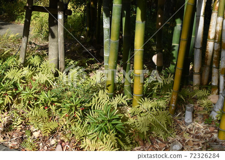 Bright autumn leaves of Frarie swaying in the wind 72326284