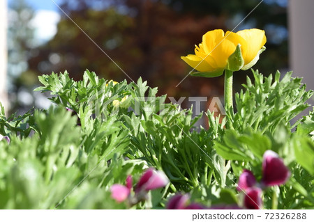 Bright autumn leaves of Frarie swaying in the wind 72326288