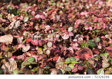 Bright autumn leaves of Frarie swaying in the wind 72326299