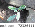 Green in the park 72326411
