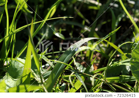 Drops on weed leaves Drops on weed leaves 72326415