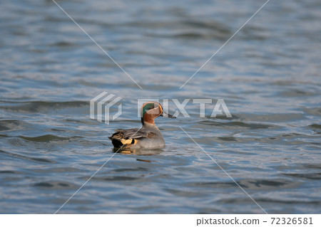 Teal male stretching his neck Teal male stretching his neck 72326581