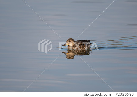 Teal female swimming on a quiet surface Teal female swimming on a quiet surface 72326586