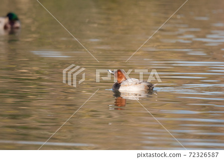 Common pochard male drinking water Common pochard male drinking water 72326587