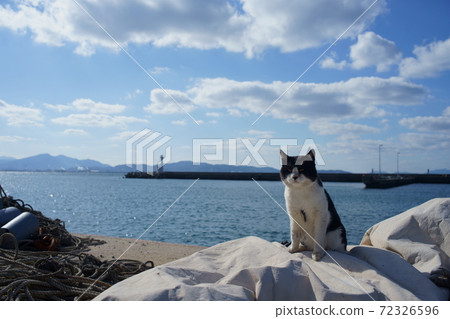 A cat in Aijima A cat in Aijima 72326596