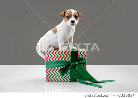 Cute and little doggy posing cheerful isolated on gray background 72326854