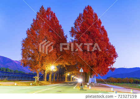 Shiga Prefecture Makino Metasequoia Namiki 72327159