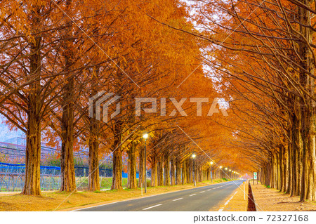 Shiga Prefecture Makino Metasequoia Namiki Shiga Prefecture Makino Metasequoia Namiki 72327168