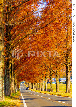 Shiga Prefecture Makino Metasequoia Namiki 72327171