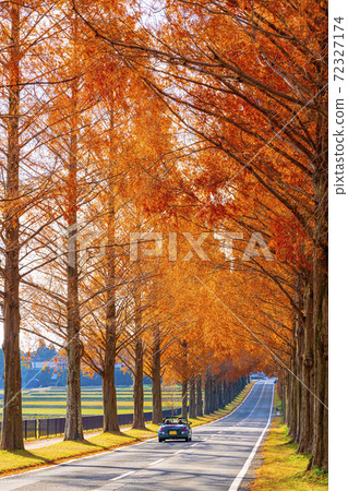 Shiga Prefecture Makino Metasequoia Namiki 72327174