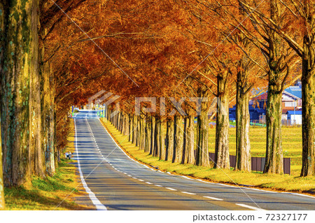 Shiga Prefecture Makino Metasequoia Namiki 72327177