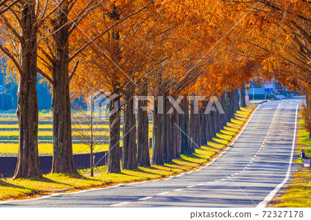 Shiga Prefecture Makino Metasequoia Namiki 72327178