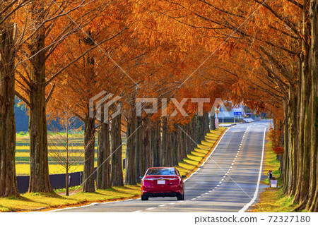 Shiga Prefecture Makino Metasequoia Namiki Shiga Prefecture Makino Metasequoia Namiki 72327180