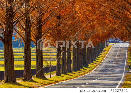 Shiga Prefecture Makino Metasequoia Namiki 72327241