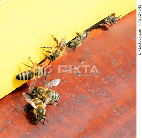 Bees fly to beehive, close up. Honey Bees (Apis mellifera) at the entrance to the apiary, macro view 72327242