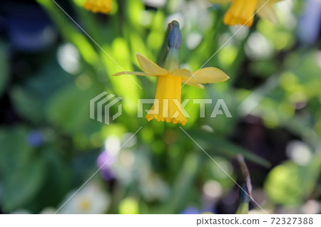 水仙花塔塔塔特 72327388